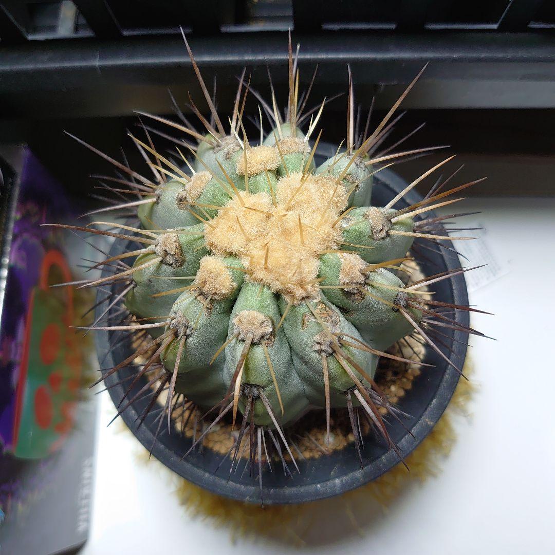 【良型！】逆鱗丸 コピアポア ハセルトニアナ