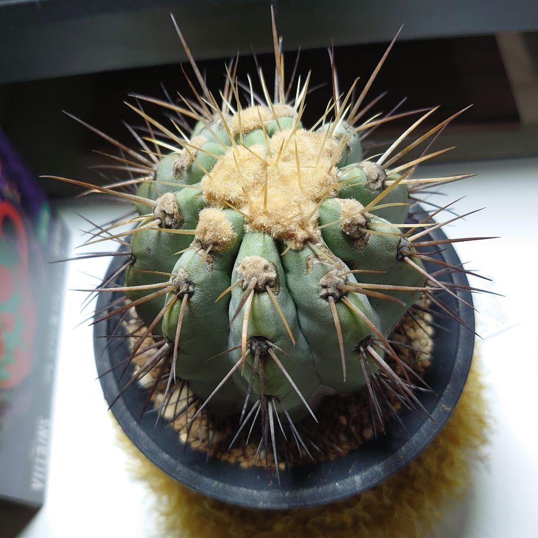 【良型！】逆鱗丸 コピアポア ハセルトニアナ