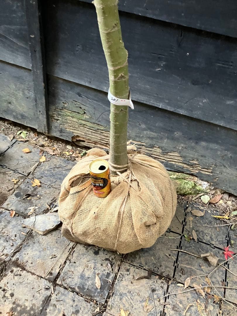 201 イロハモミジ