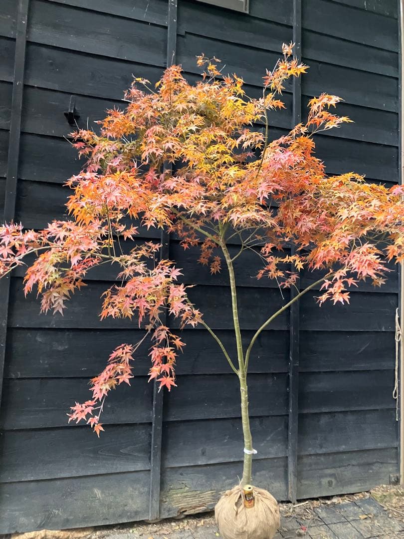 201 イロハモミジ