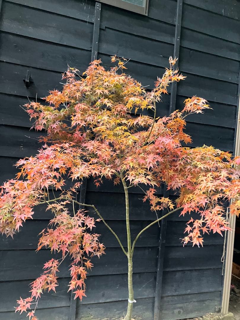 201 イロハモミジ