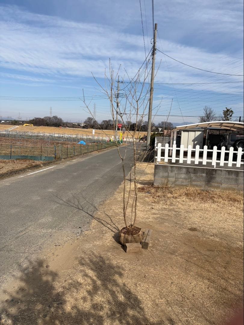 山採り アオダモ 株立ち 3本立ち 自然樹形