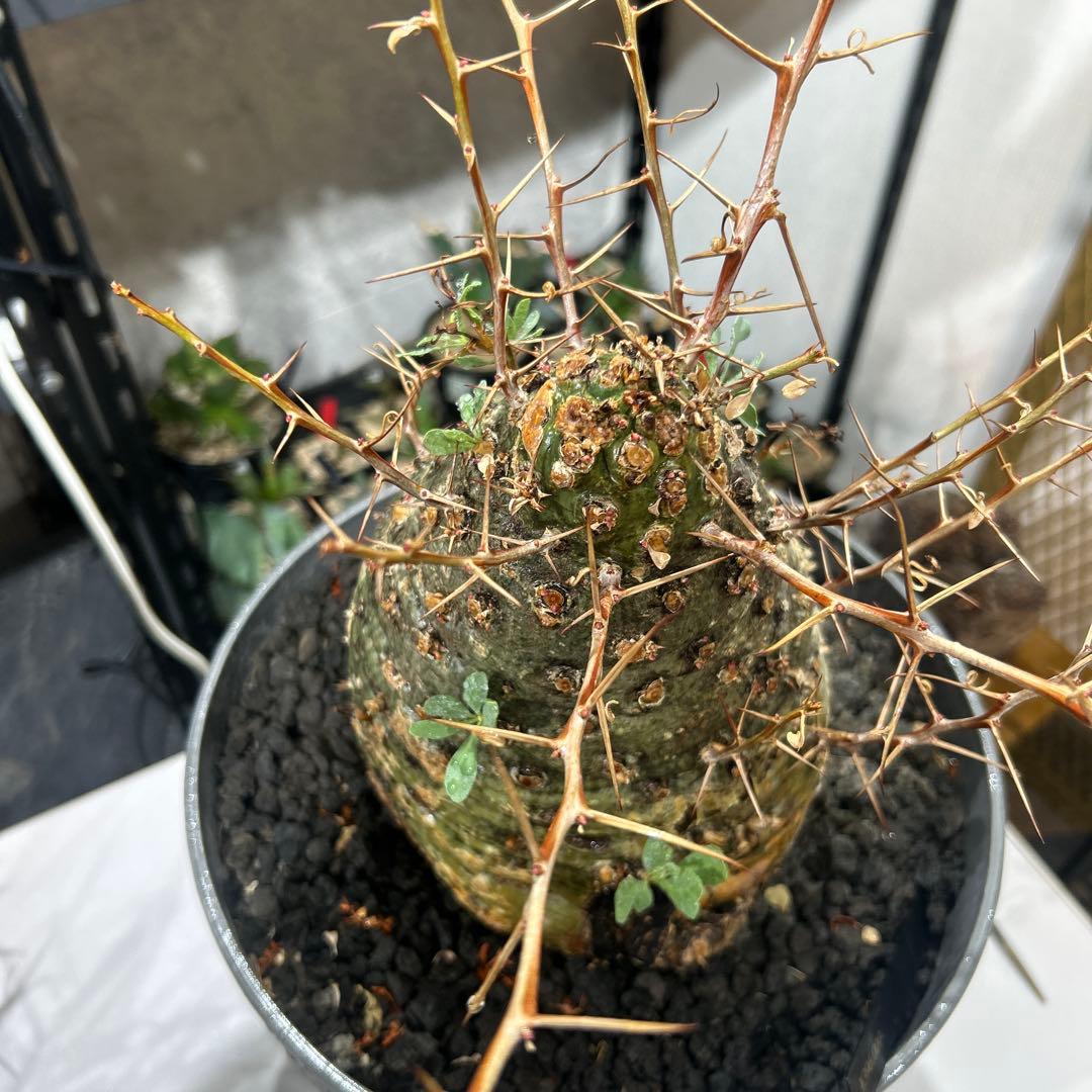 その他観葉植物 Foquieria columnnaris