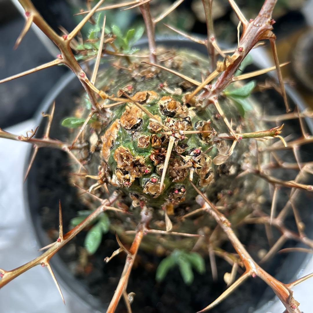 その他観葉植物 Foquieria columnnaris