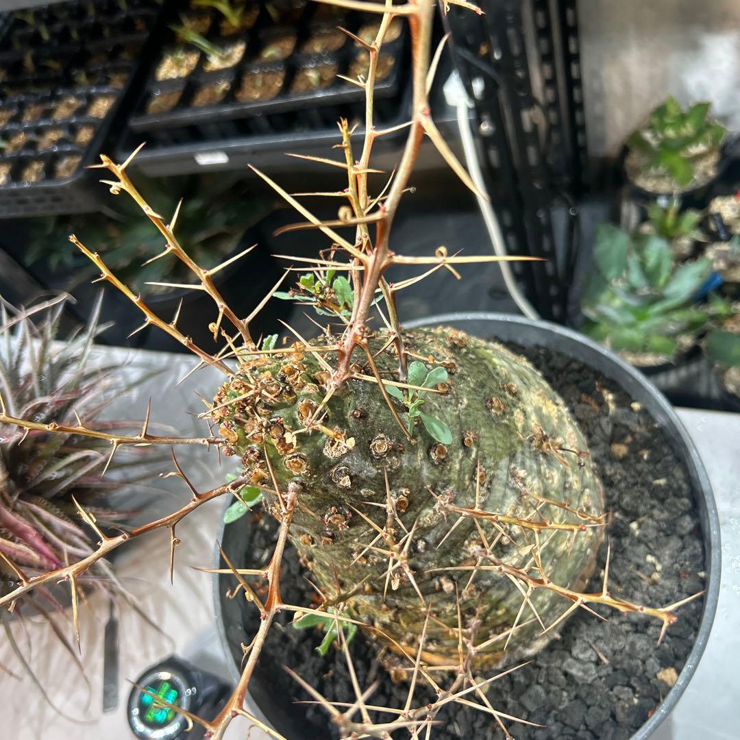 その他観葉植物 Foquieria columnnaris