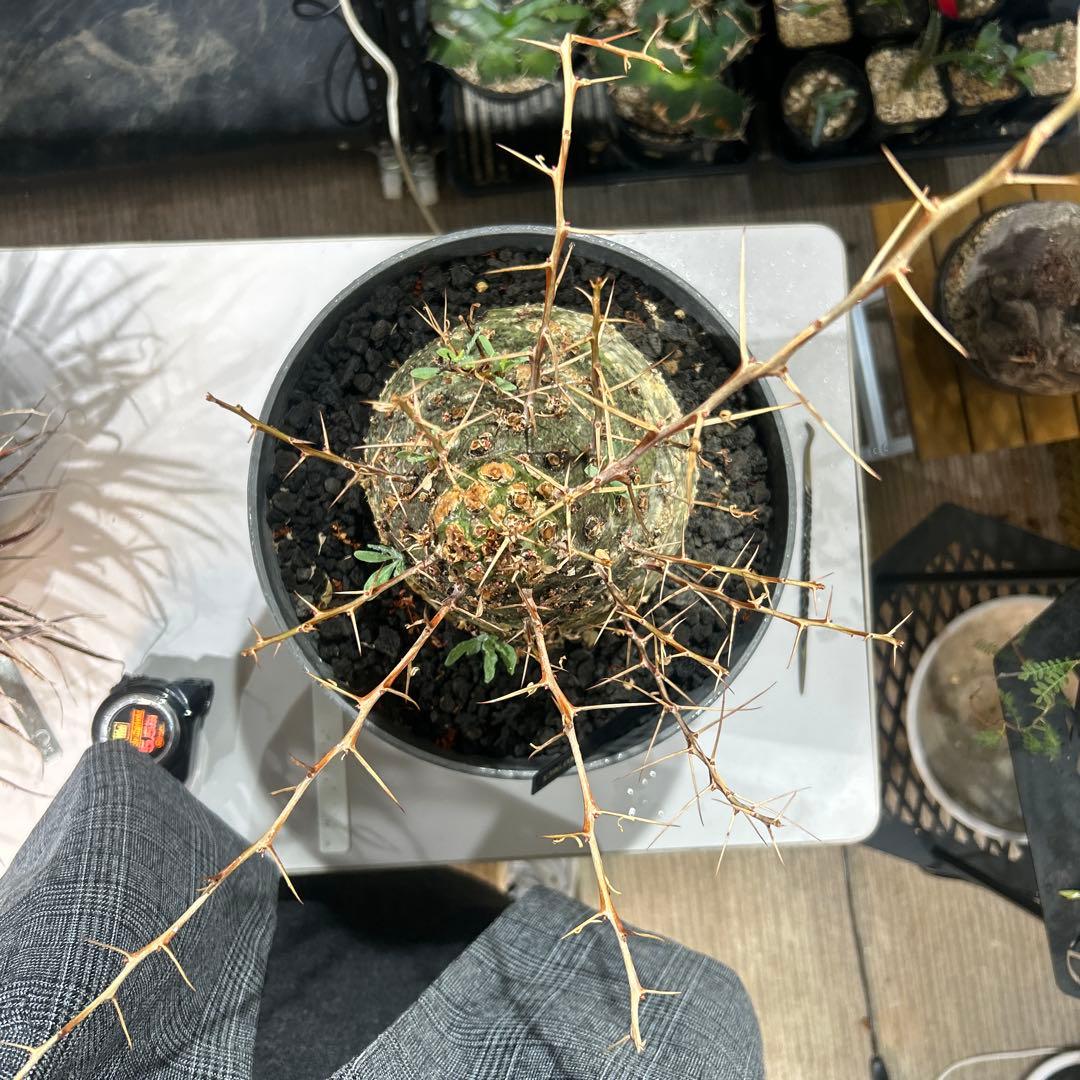 その他観葉植物 Foquieria columnnaris