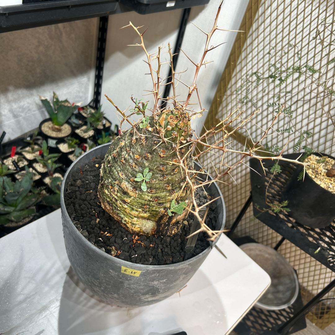 その他観葉植物 Foquieria columnnaris