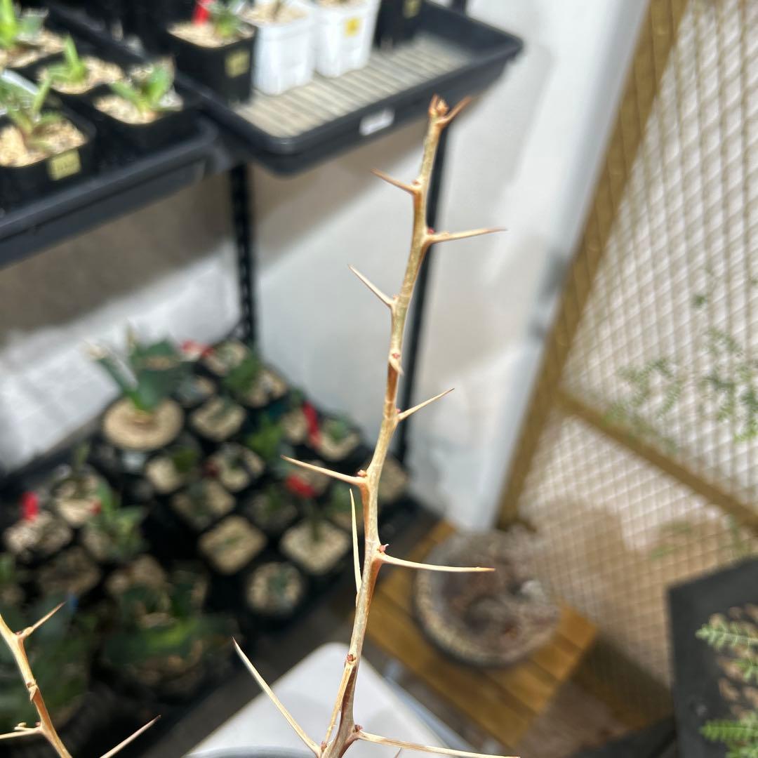 その他観葉植物 Foquieria columnnaris