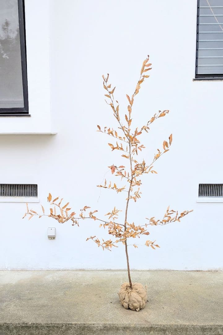 素性良好。山採りヤマコウバシ。