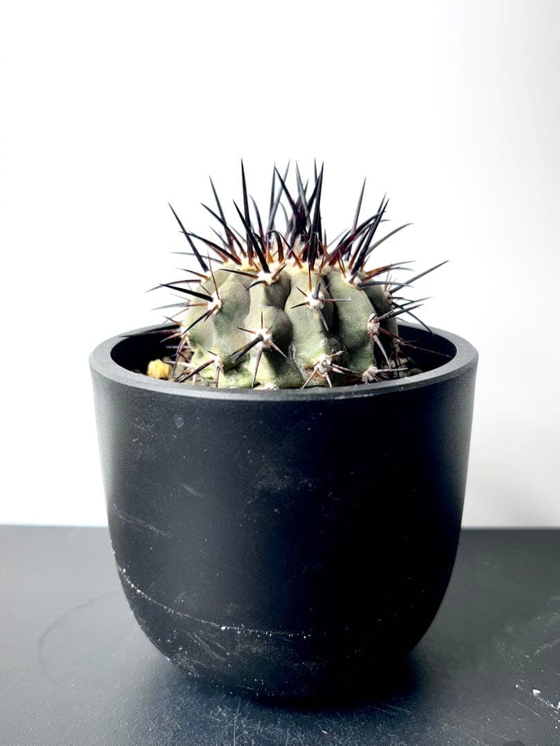 【希少株】コピアポア　シネレア　黒王丸　現地球カキコ　横幅6㎝弱　自根