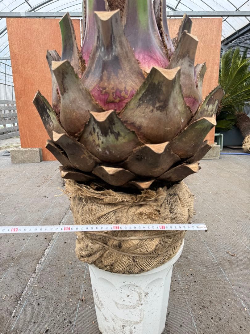 お客　車好き様