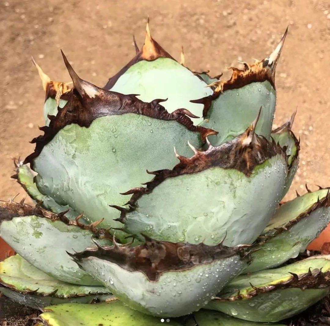 agave titanota Neptune アガベ チタノタ ネプチューン