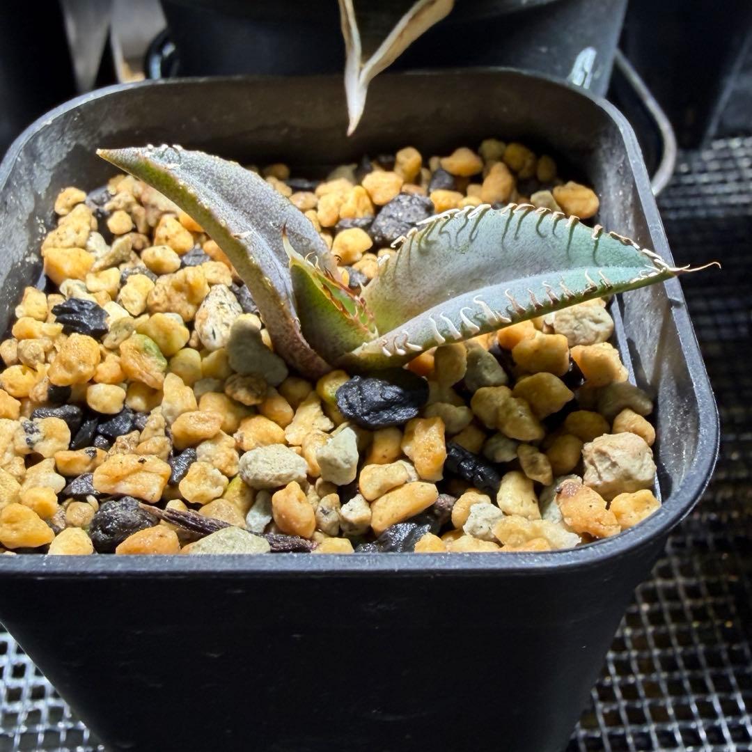 agave titanota Neptune アガベ チタノタ ネプチューン