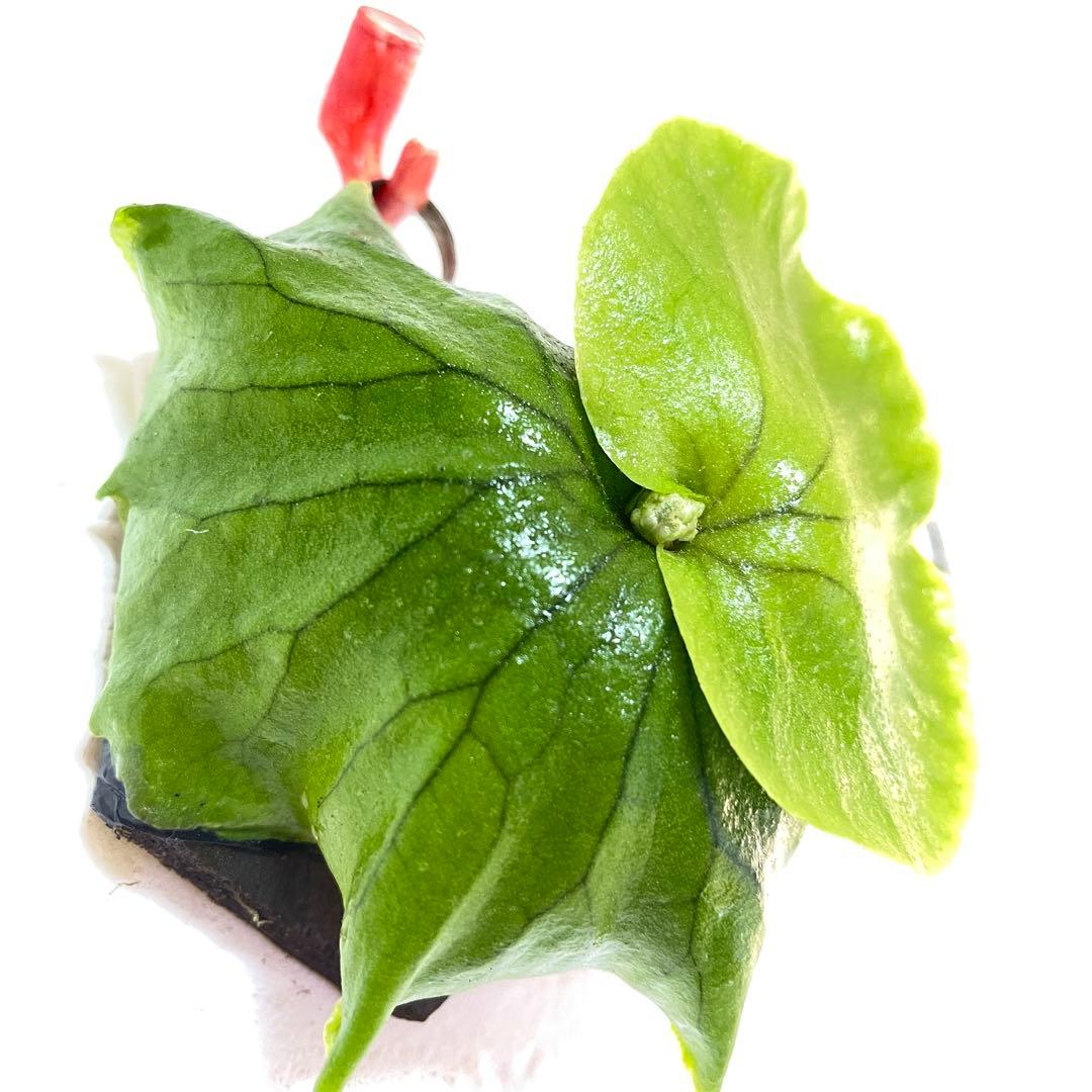 確認用チャンタブーン Chanthaboon コロ白×リドレイ 胞子培養株③