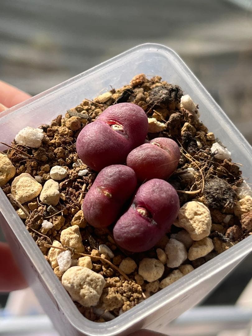 コノフィツムroodiae sanguineum Garies親株