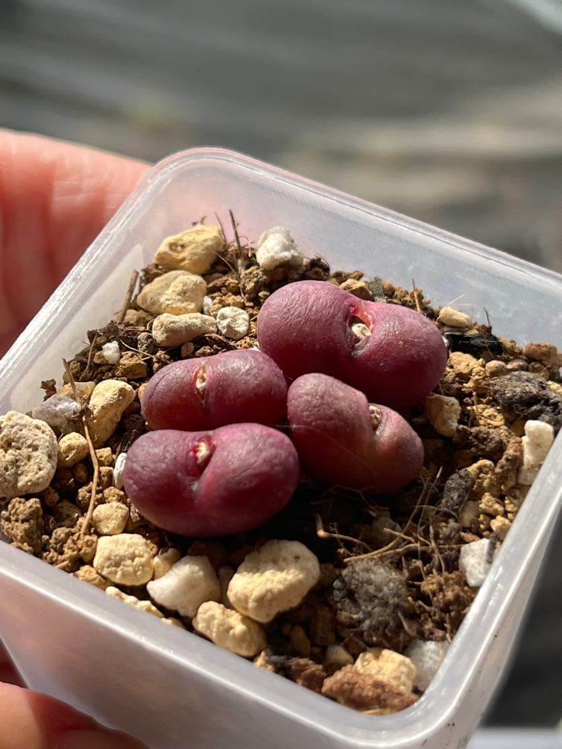 コノフィツムroodiae sanguineum Garies親株