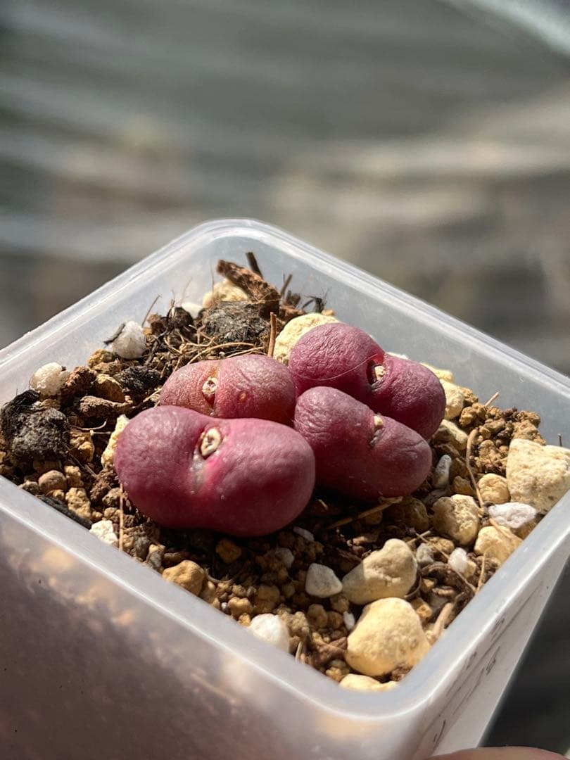 コノフィツムroodiae sanguineum Garies親株