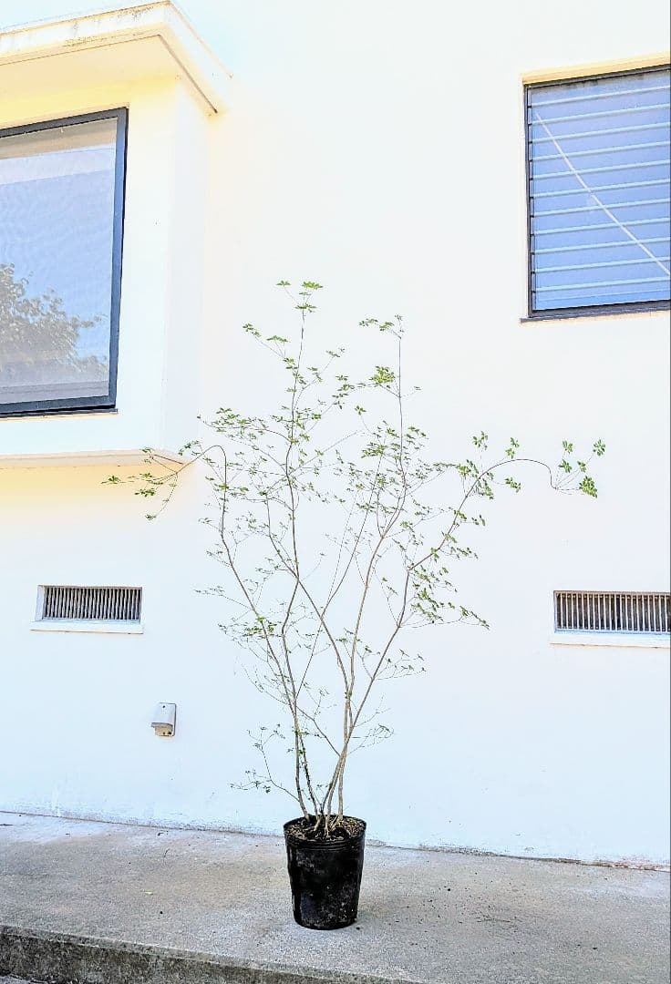 絶品。山採りドウダンツツジ。