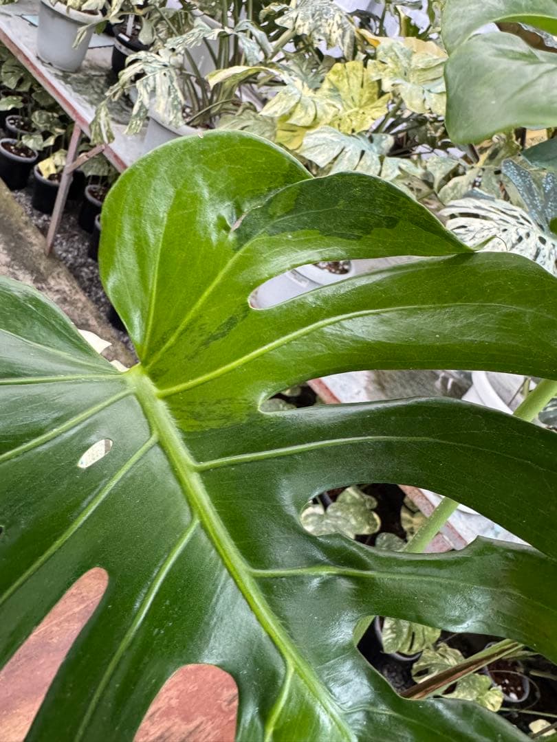 G1 モンステラ　GOG