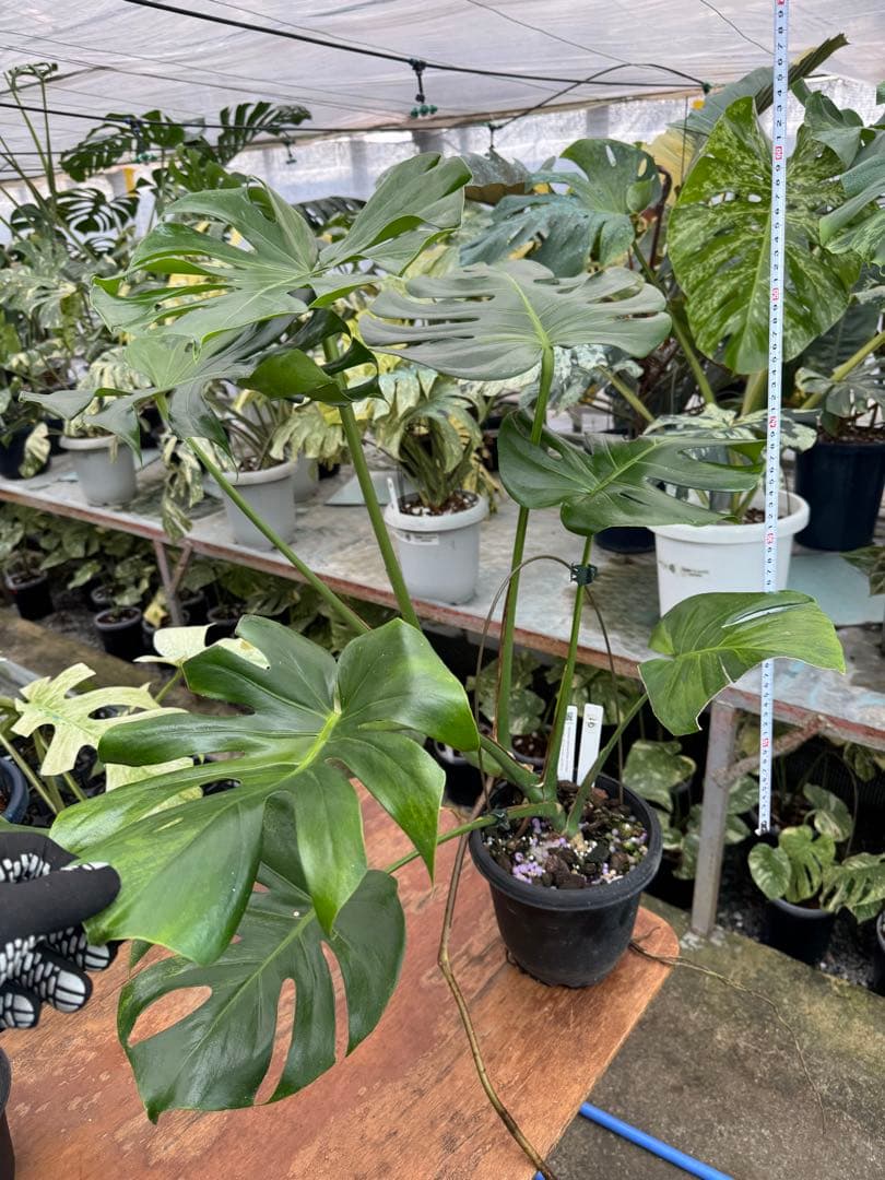 G1 モンステラ　GOG