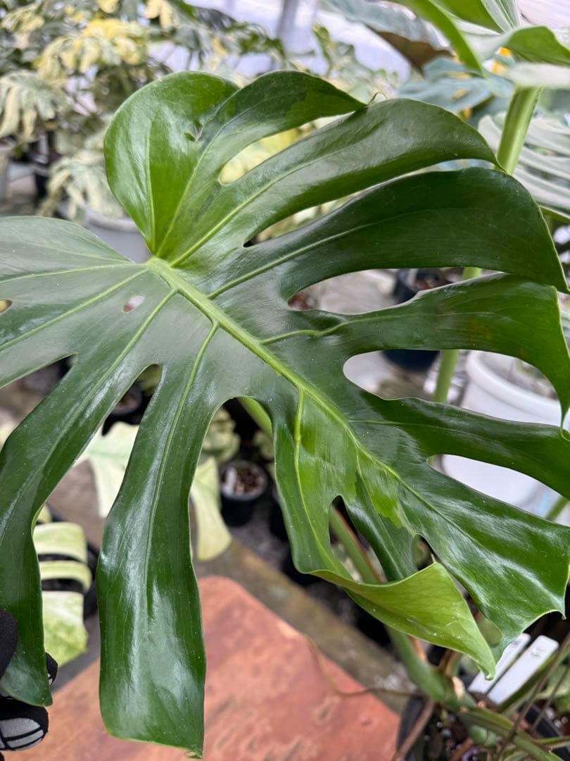 G1 モンステラ　GOG