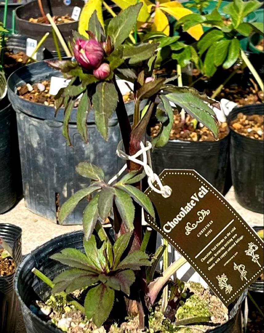 ち*ん様 ☘️ラスト2☘️タグ付き☘️新葉ワサワサ3279⭐️NEW⭐️Choc