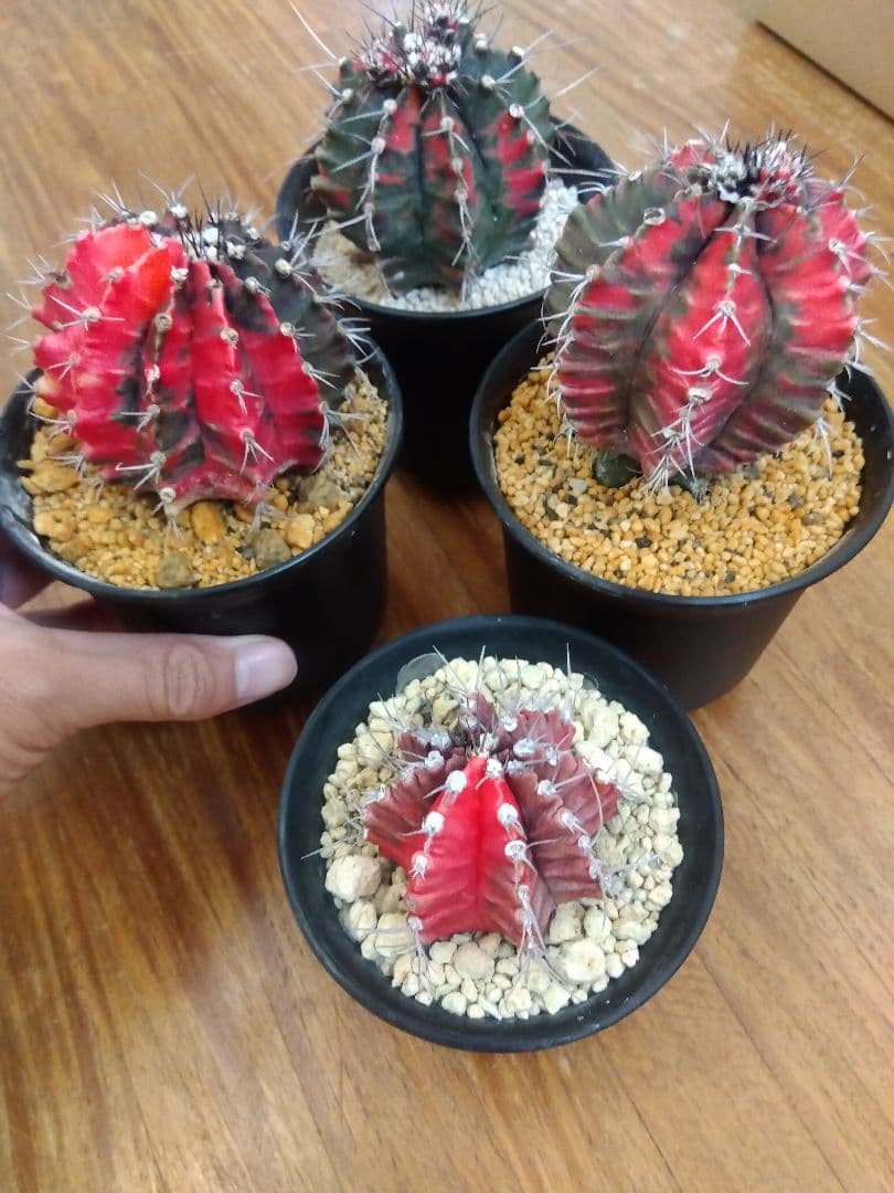 サボテン　緋牡丹錦　接木　4鉢セット❗　特価❗　②