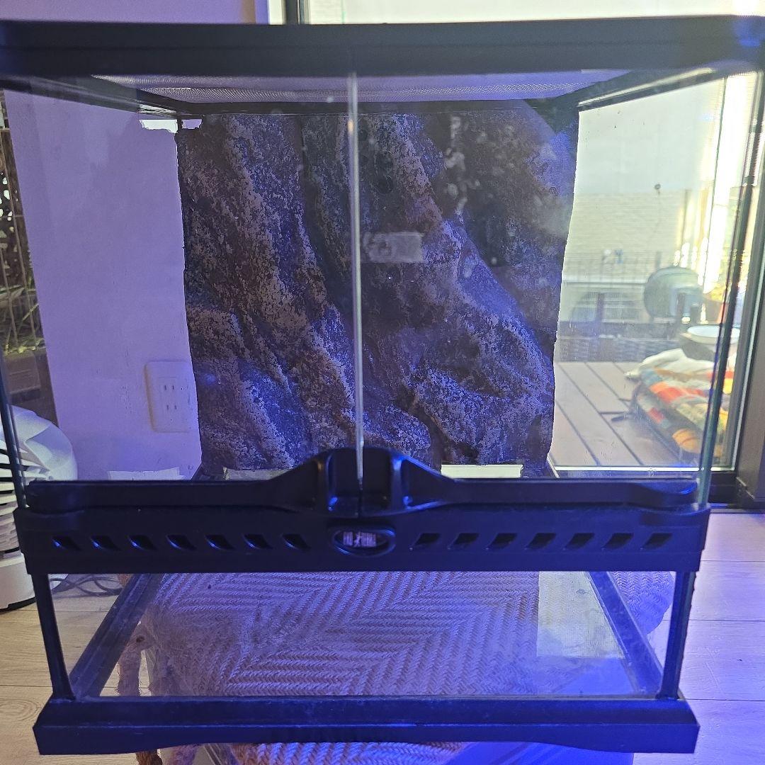 抹茶ラテエキゾテラ3030グラステラリウムメッシュフタ保温球付きほぼ