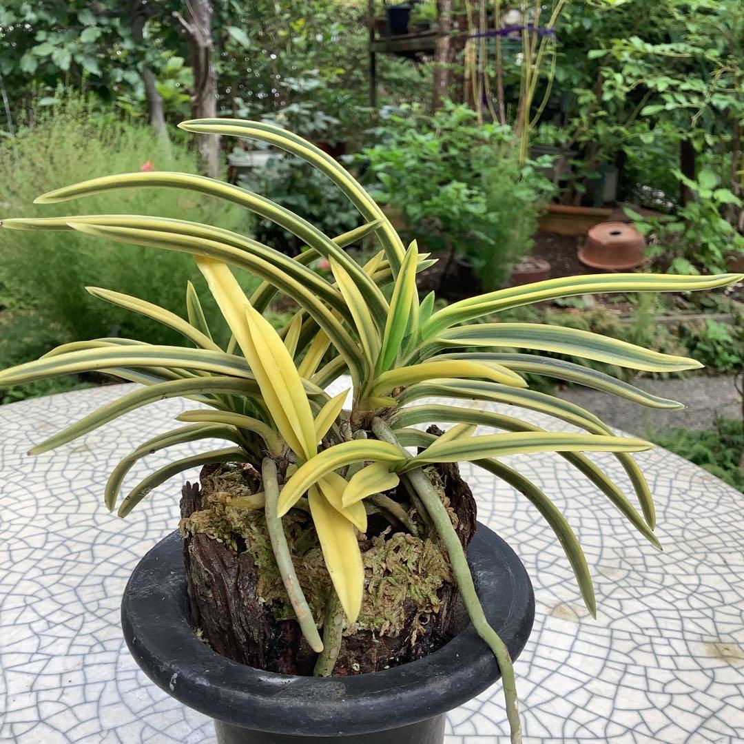 富貴蘭　風蘭　満月