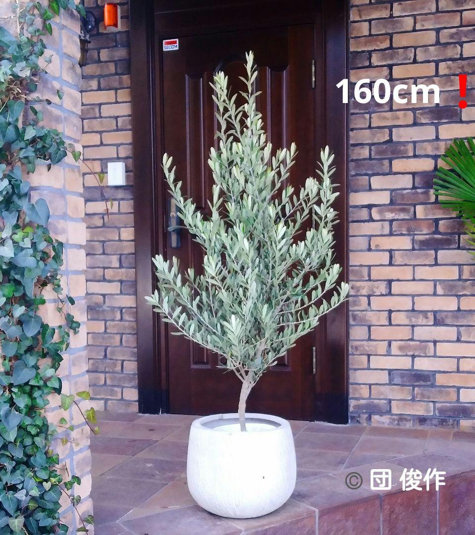 オリーブの木 シプレッシーノ 160cm❗ 整った樹形 綺麗な葉色 大型8号