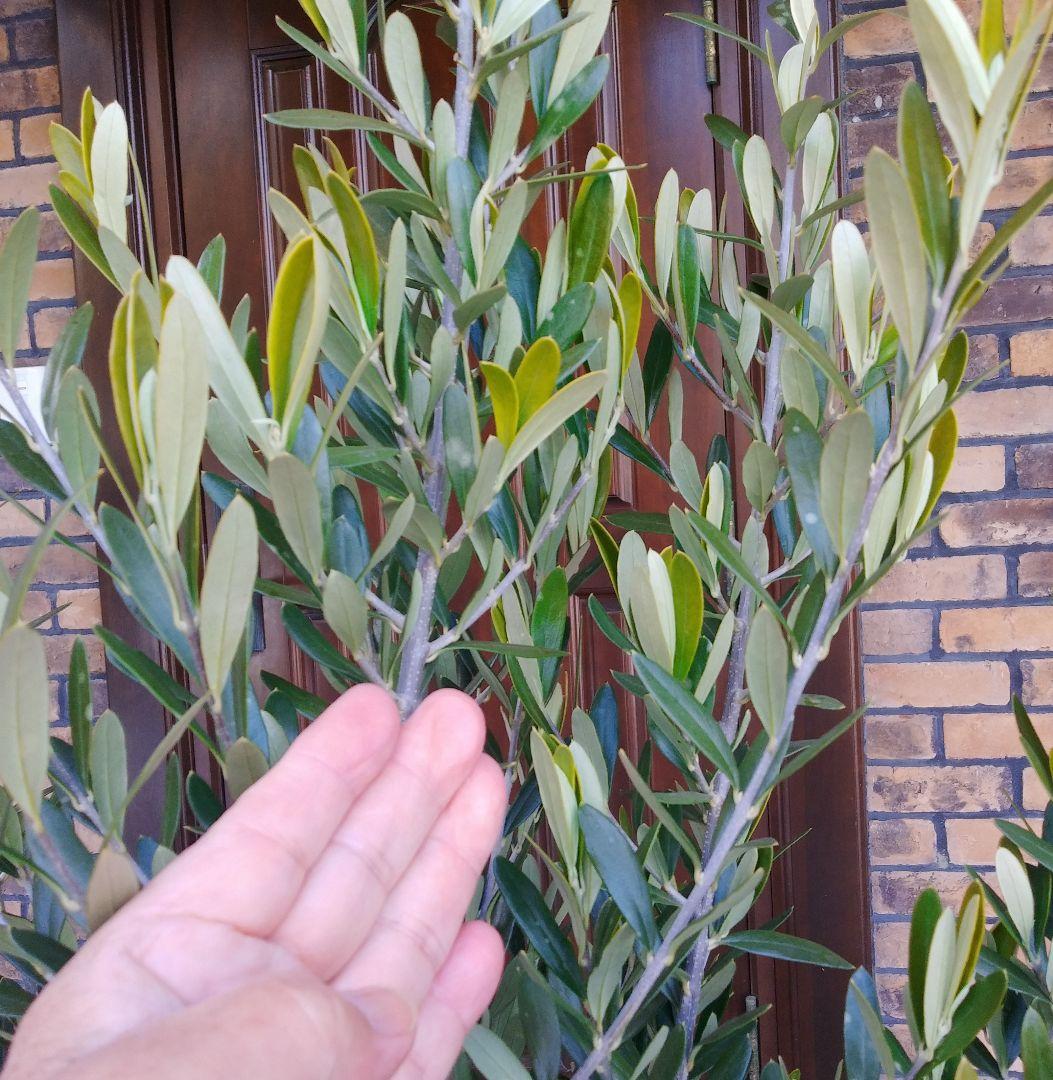 オリーブの木 シプレッシーノ 160cm❗ 整った樹形 綺麗な葉色 大型8号