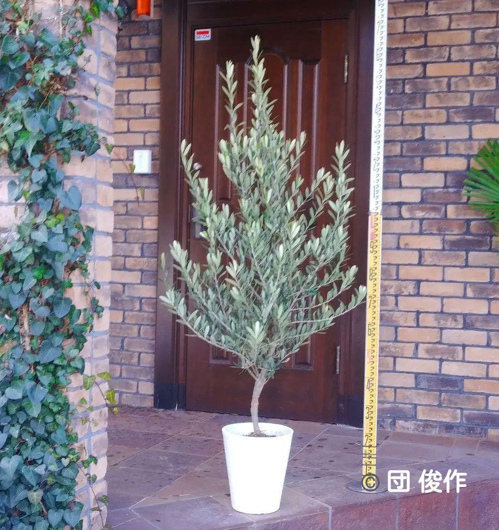 オリーブの木 シプレッシーノ 160cm❗ 整った樹形 綺麗な葉色 大型8号