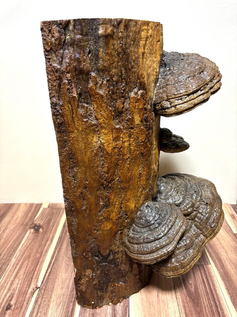 天然木 サルノコシカケ風 オブジェ 置物 大型 木製キノコ インテリア