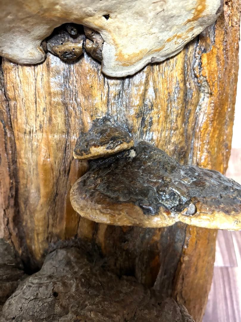 天然木 サルノコシカケ風 オブジェ 置物 大型 木製キノコ インテリア