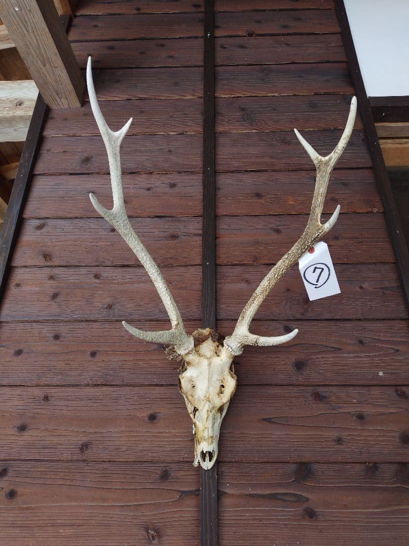 頭蓋骨付き鹿の角 No.7 日本鹿 角 壁掛け 匿名配送