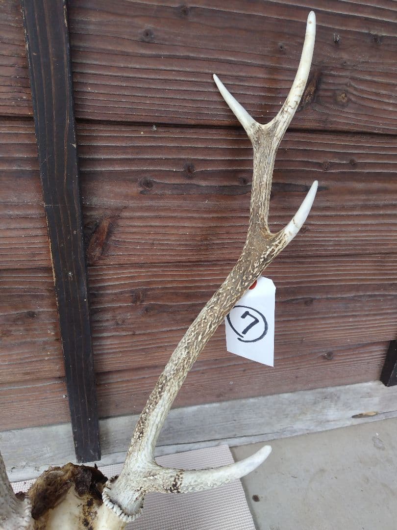 頭蓋骨付き鹿の角 No.7 日本鹿 角 壁掛け 匿名配送