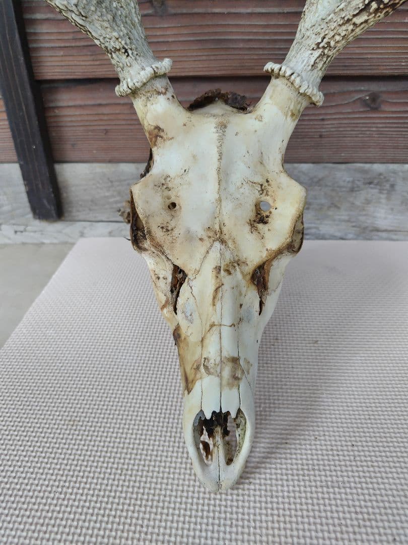 頭蓋骨付き鹿の角 No.7 日本鹿 角 壁掛け 匿名配送