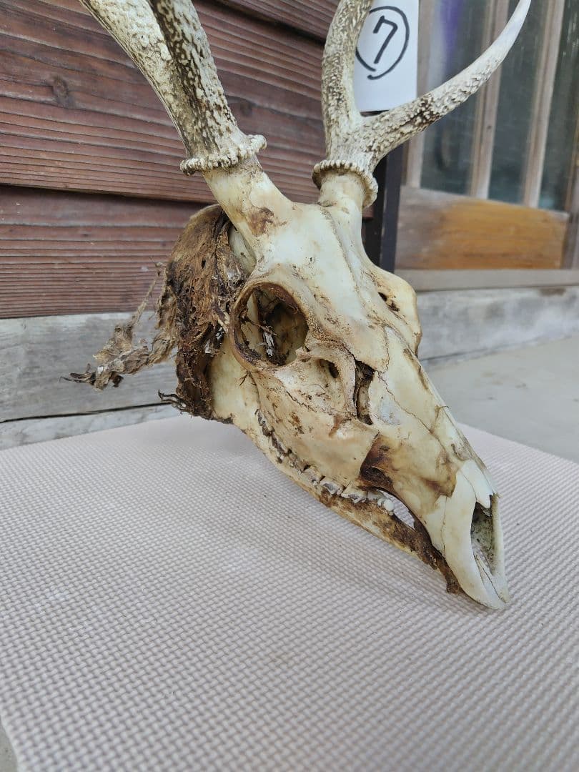 頭蓋骨付き鹿の角 No.7 日本鹿 角 壁掛け 匿名配送