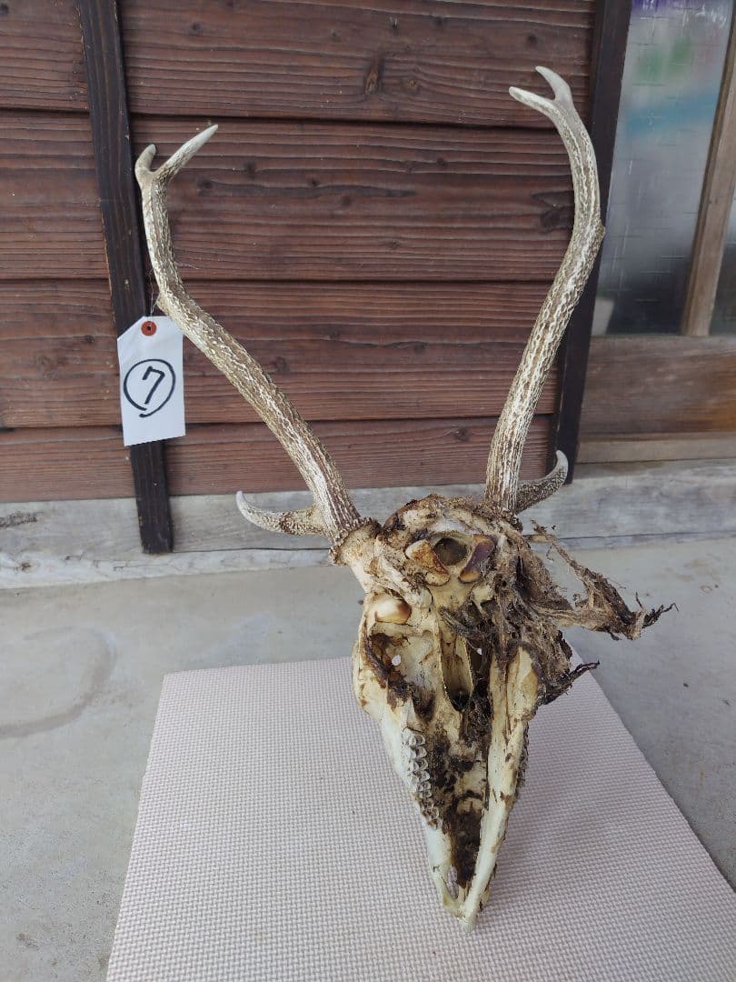 頭蓋骨付き鹿の角 No.7 日本鹿 角 壁掛け 匿名配送