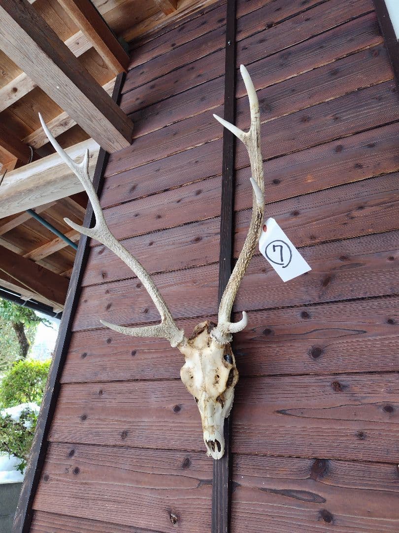 頭蓋骨付き鹿の角 No.7 日本鹿 角 壁掛け 匿名配送