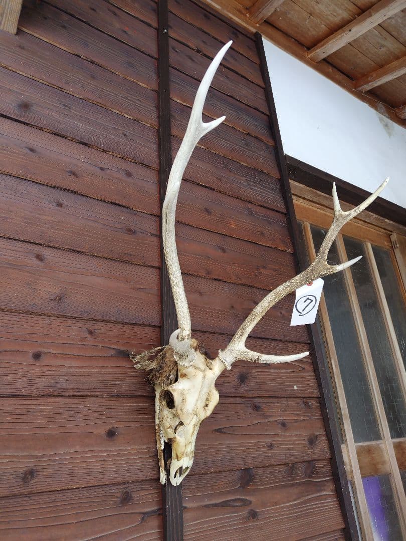 頭蓋骨付き鹿の角 No.7 日本鹿 角 壁掛け 匿名配送