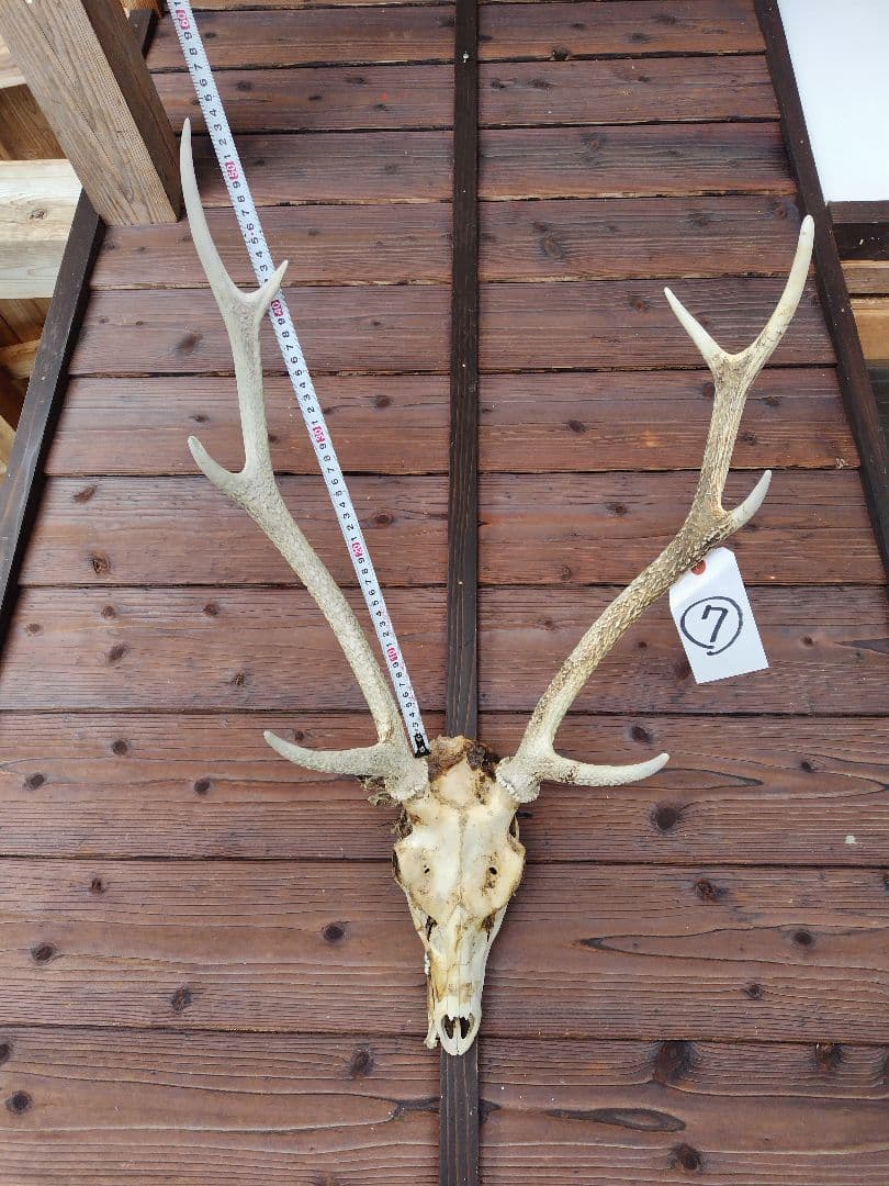 頭蓋骨付き鹿の角 No.7 日本鹿 角 壁掛け 匿名配送