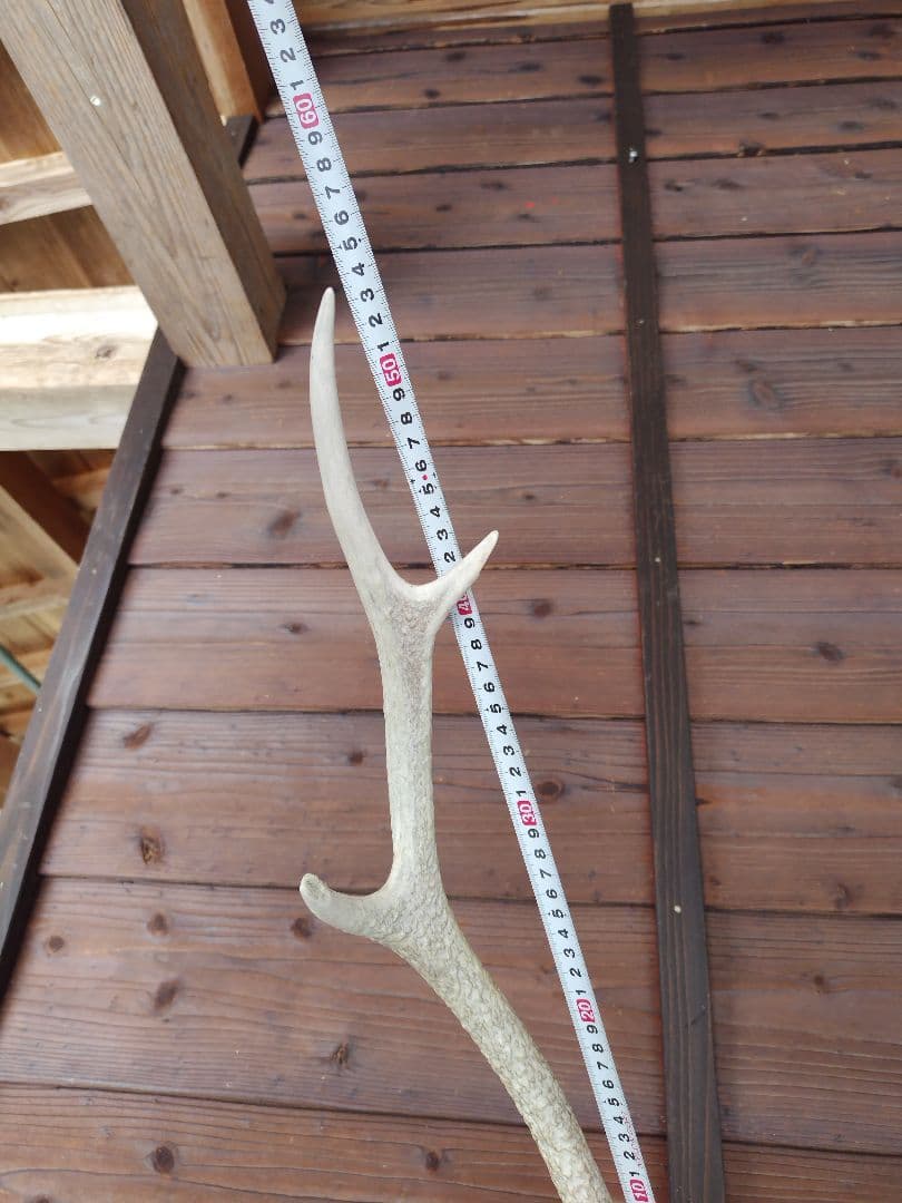 頭蓋骨付き鹿の角 No.7 日本鹿 角 壁掛け 匿名配送
