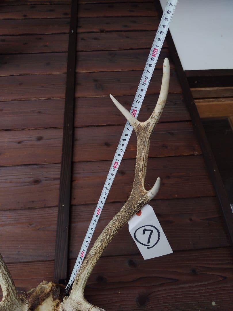 頭蓋骨付き鹿の角 No.7 日本鹿 角 壁掛け 匿名配送