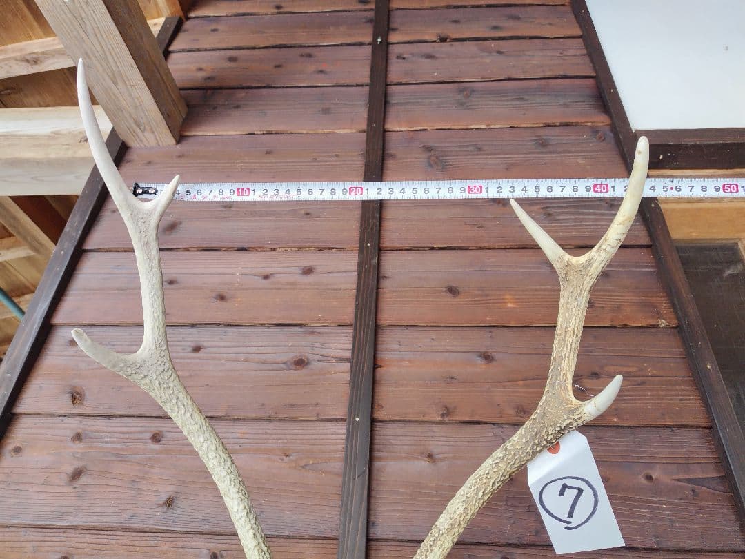 頭蓋骨付き鹿の角 No.7 日本鹿 角 壁掛け 匿名配送