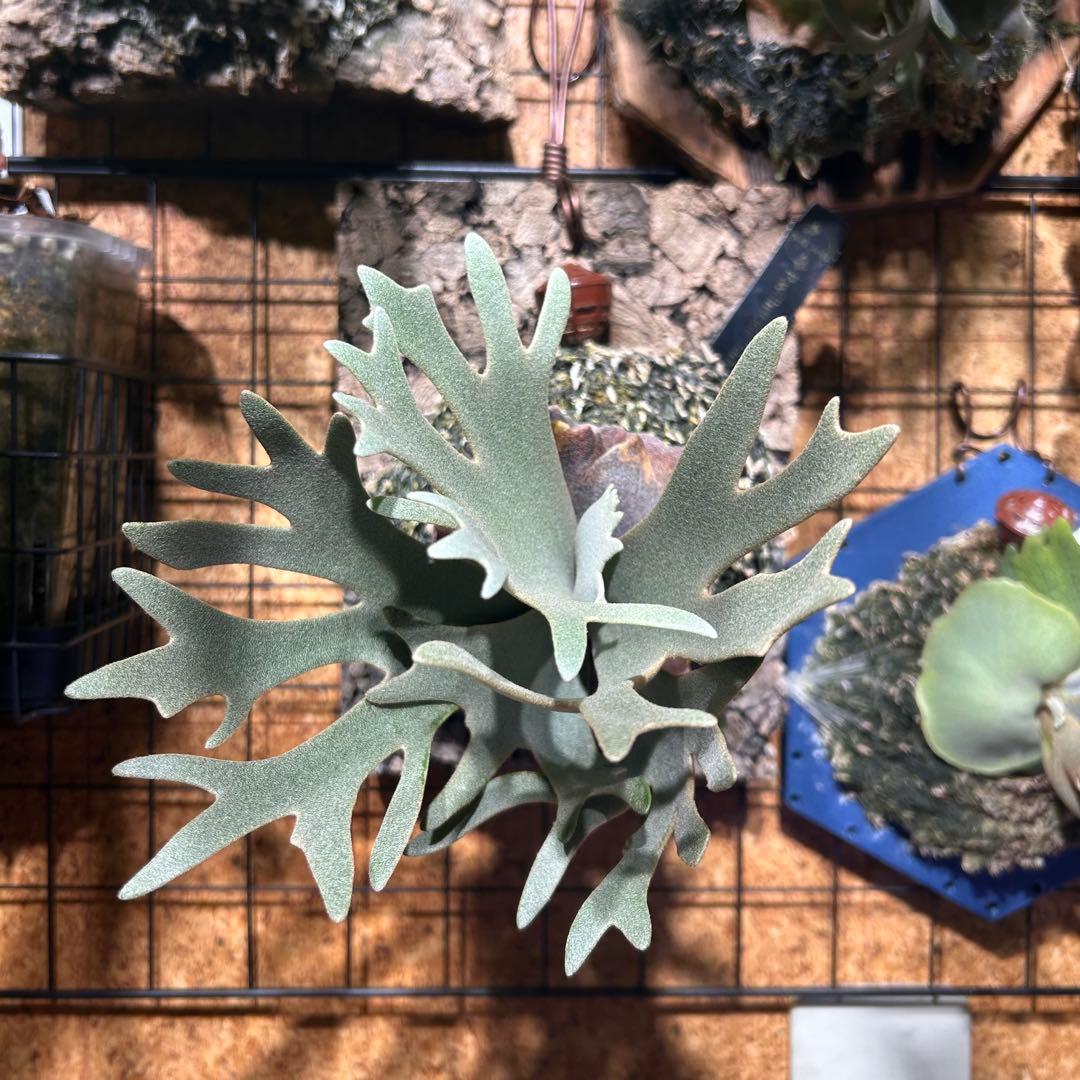 k*i様 ビカクシダ ウィリンキー ジェイドガール