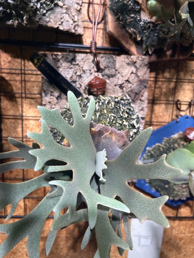 k*i様 ビカクシダ ウィリンキー ジェイドガール