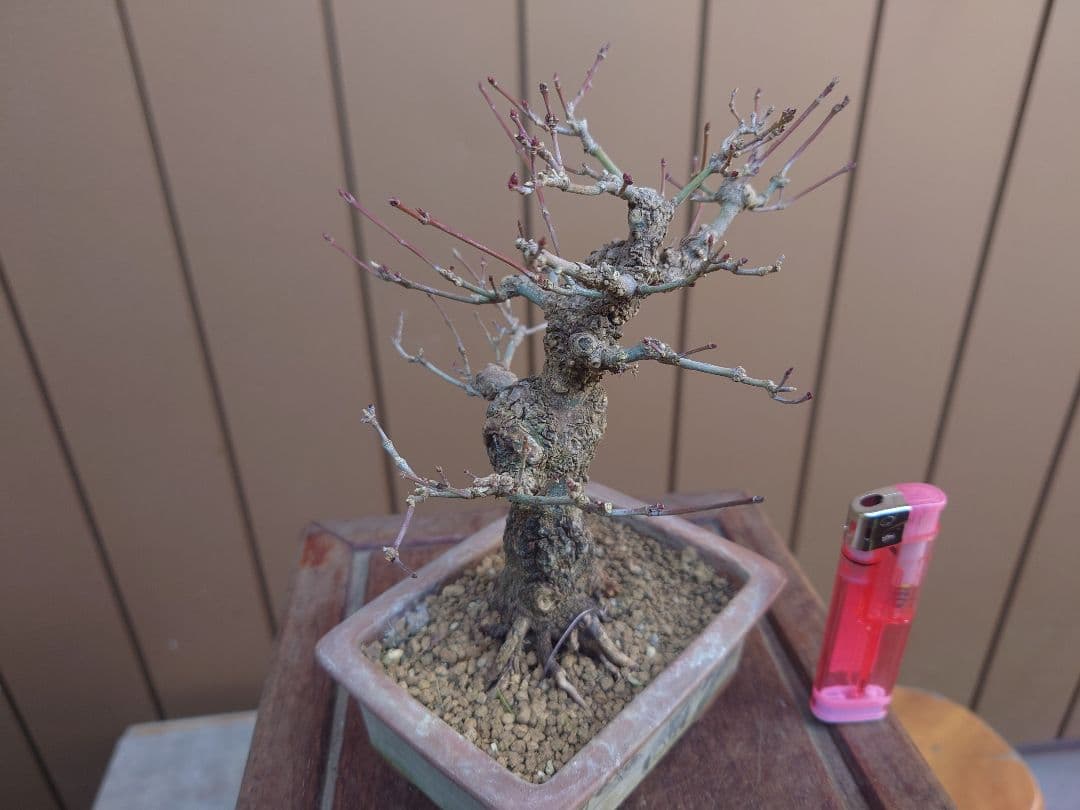 盆栽　荒皮もみじ　樹高14cm