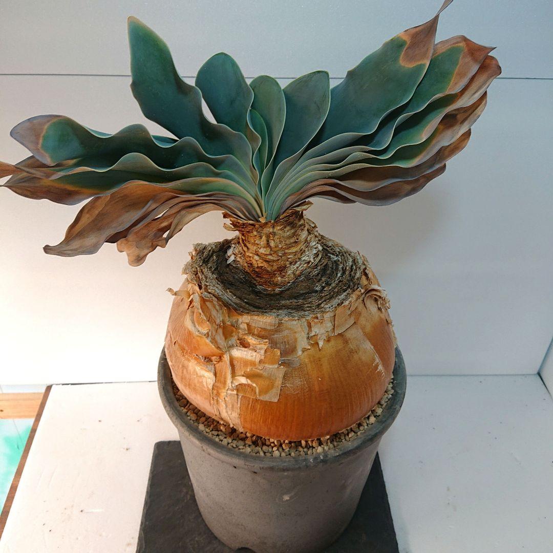 【大株】横幅22センチ！ブーファン ハエマンソイデス 発根済み 現地株 塊根植物