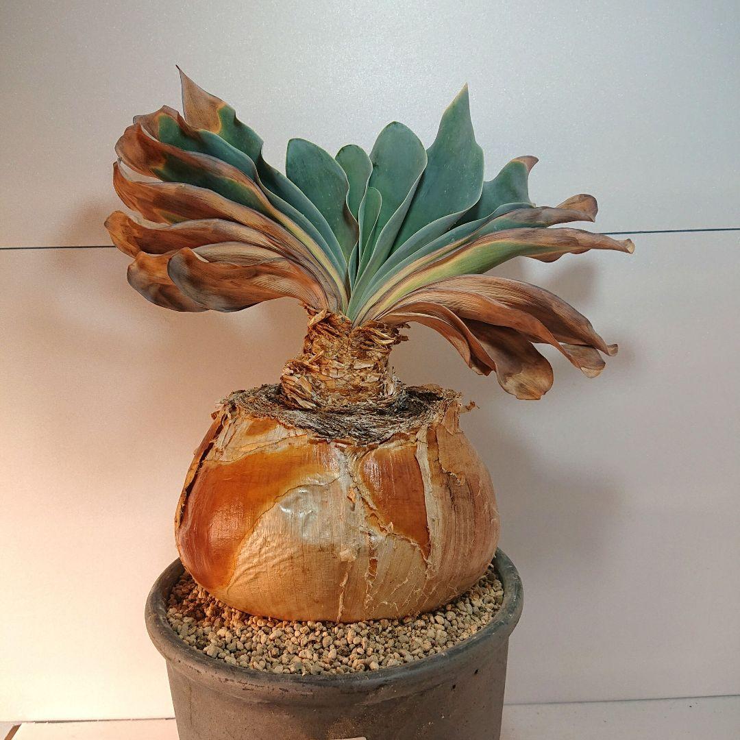 【大株】横幅22センチ！ブーファン ハエマンソイデス 発根済み 現地株 塊根植物